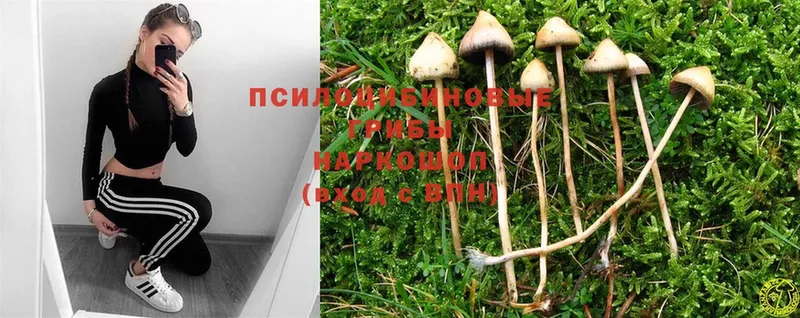 мориарти клад  Нарткала  Галлюциногенные грибы Psilocybine cubensis  сколько стоит 